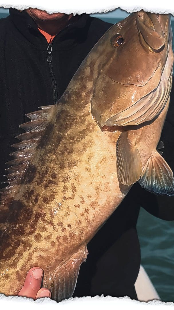 Gag Grouper saltwater fishing Gulf Coast