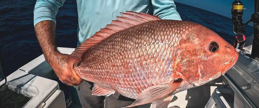 Salzwasserfischen im Golf von Mexiko – Roter Schnapper