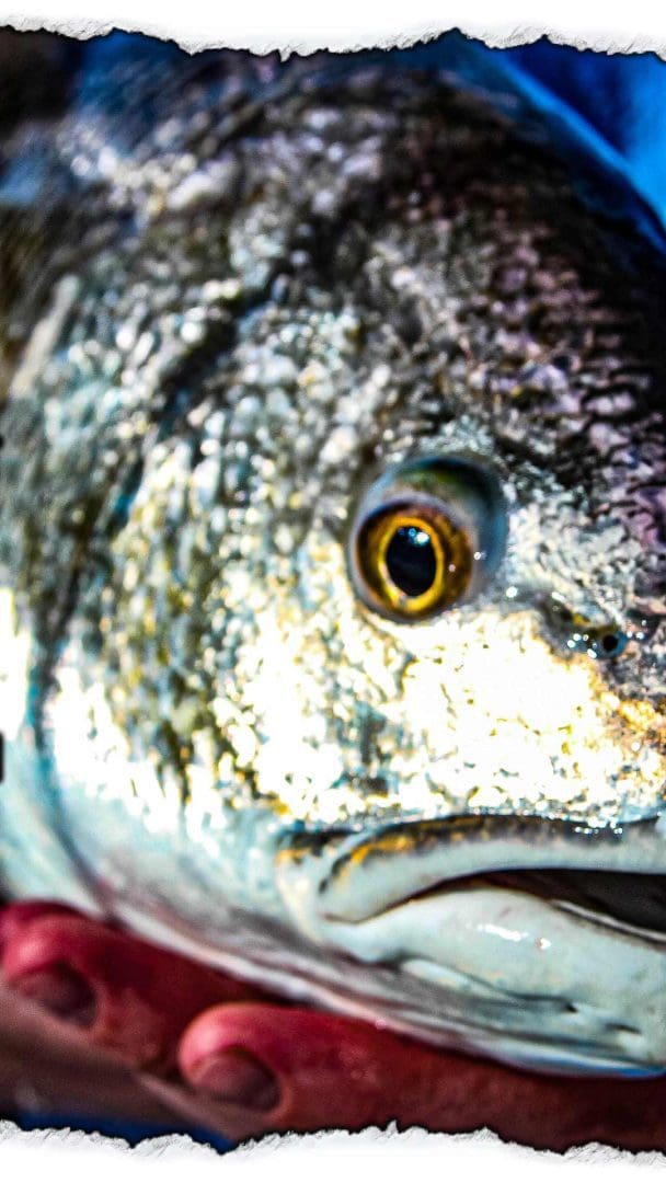 Catching Redfish Tips