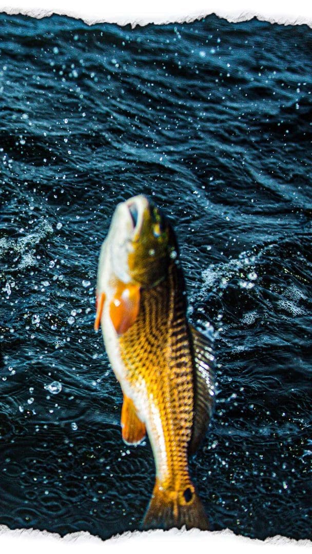 Red Drum Fishing Tips Gulf Coast