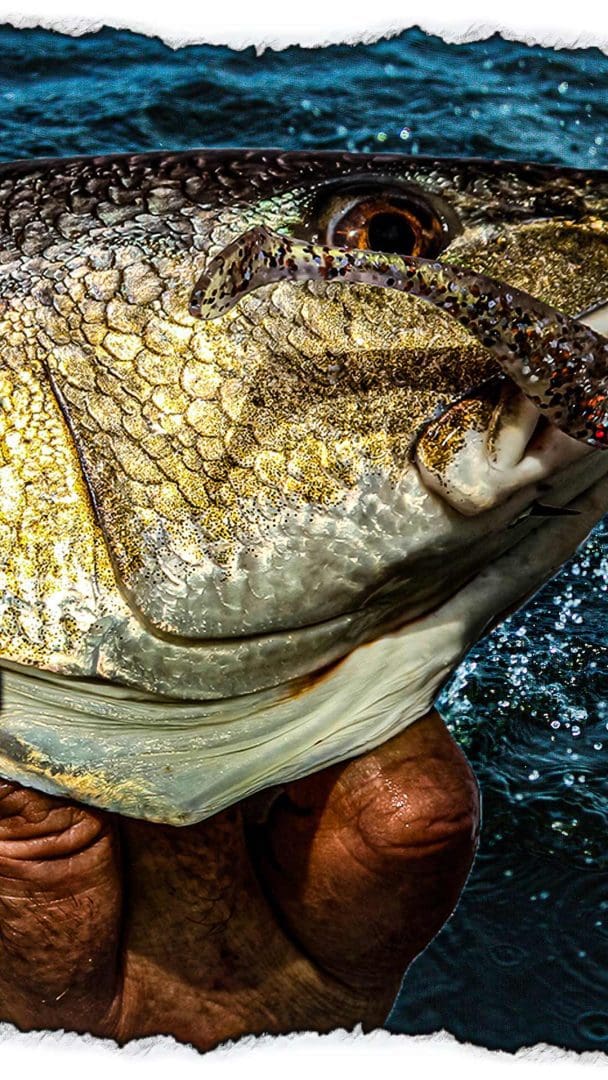 Catching Redfish in the Gulf of Mexico