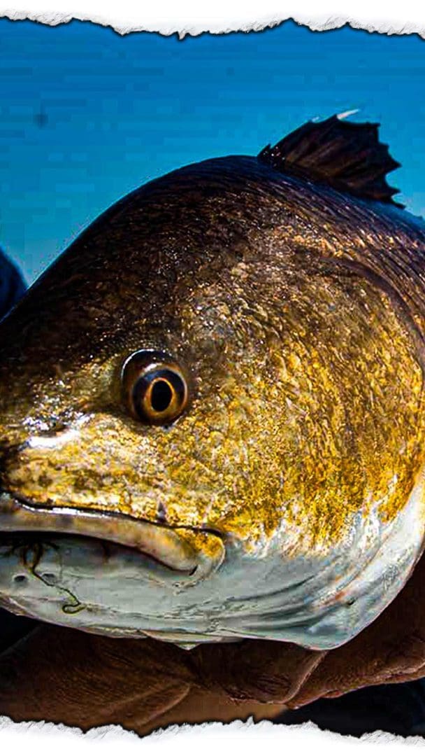 Big Bull Redfish Fishing Tips in Coastal Areas