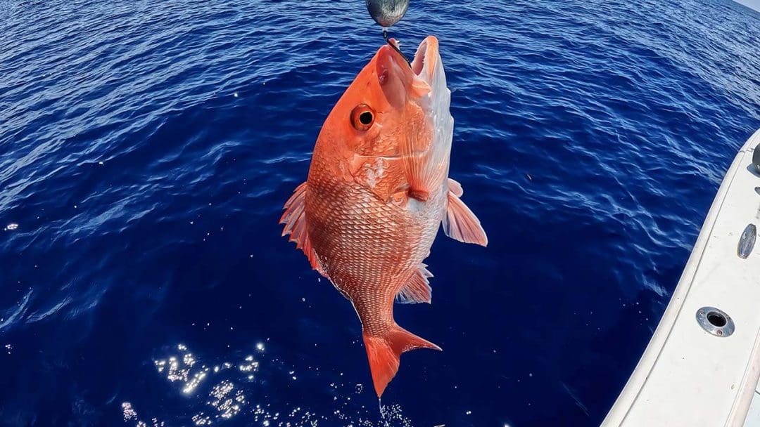 Knocker Rig Catching Red Snapper