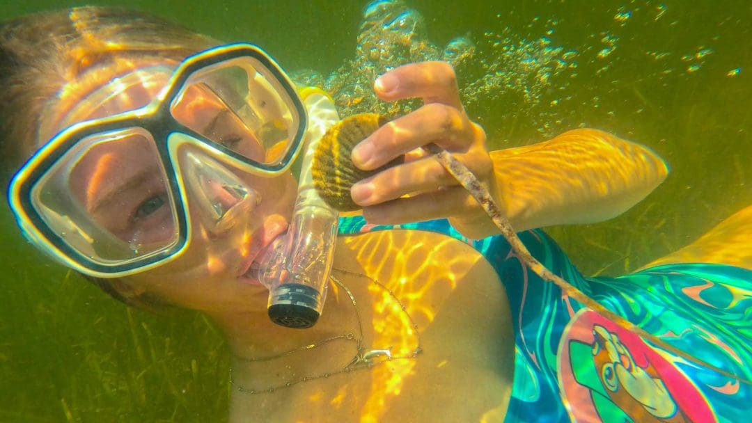 Snorkel para vieiras en la costa del golfo de Florida