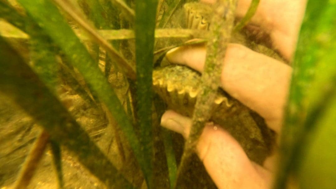 Spotting Scallops while Scalloping