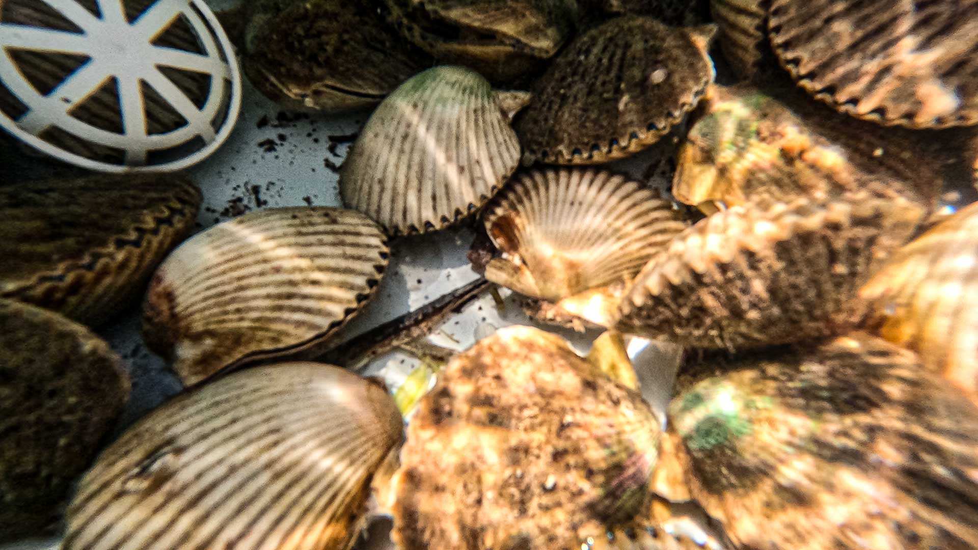 Steinhatchee Guide Florida Scalloping & Fishing Landed Fishing