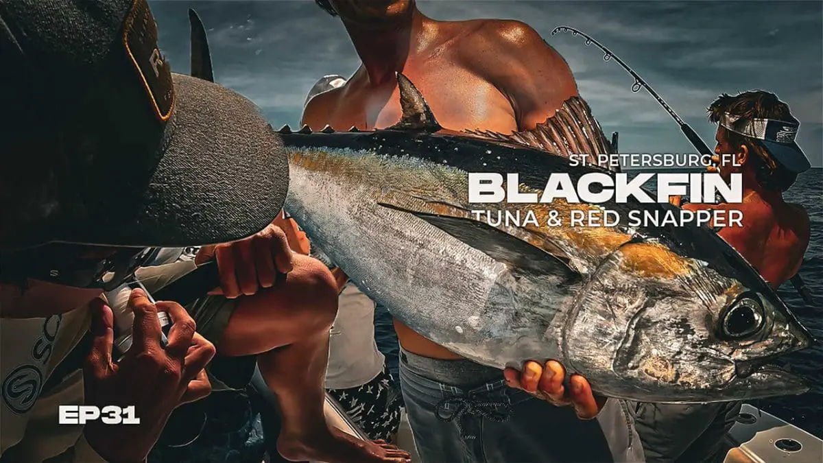 Pesca de atum Blackfin no Golfo do México