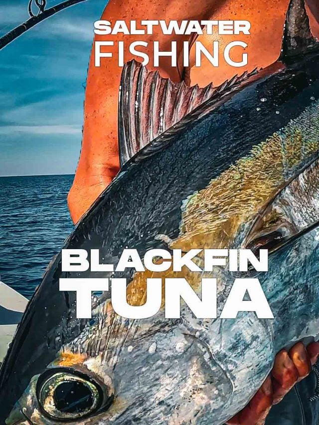 Pesca de atum Blackfin no Golfo do México