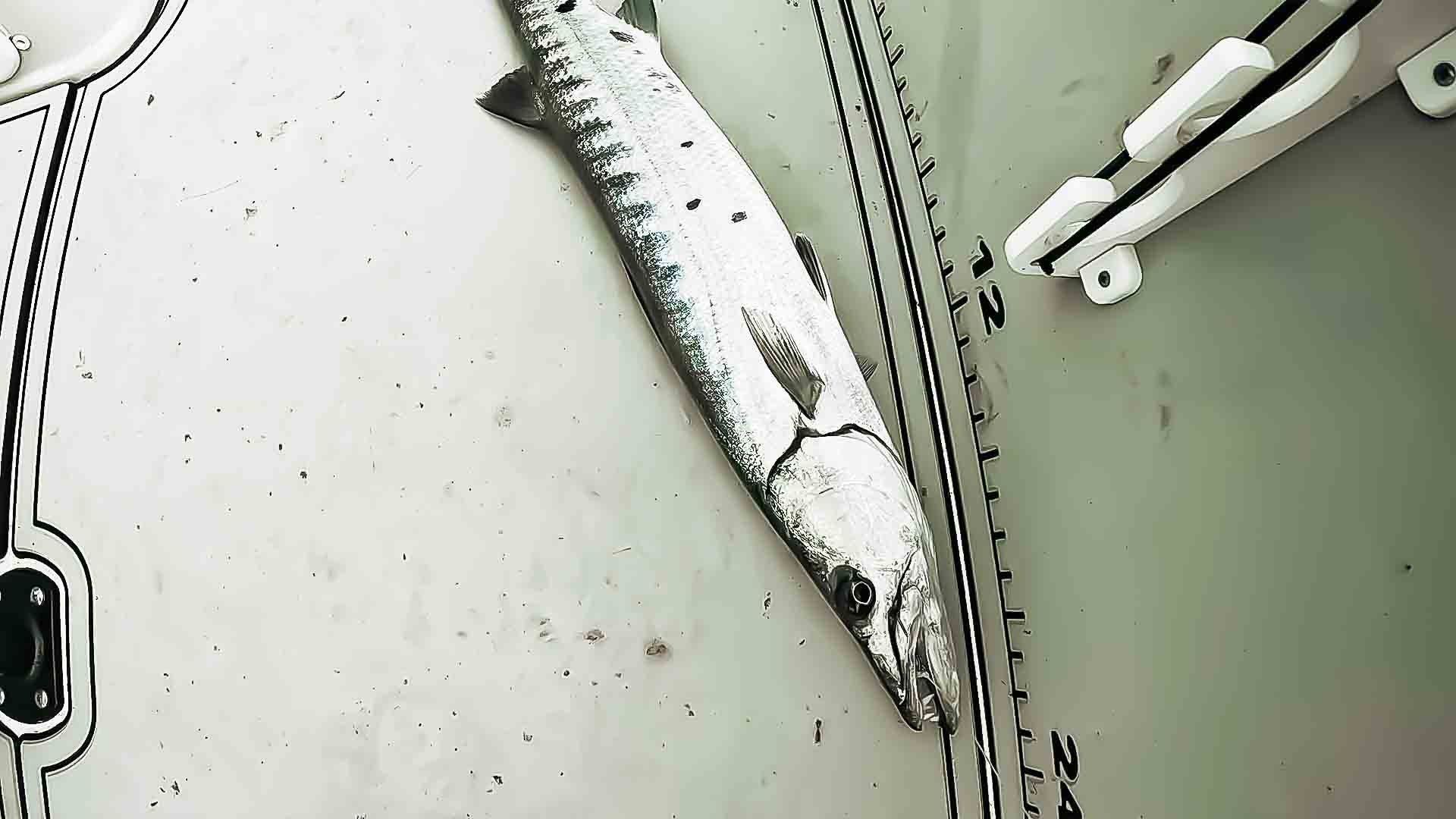 Barracuda por captura pesca de pargo de manglar