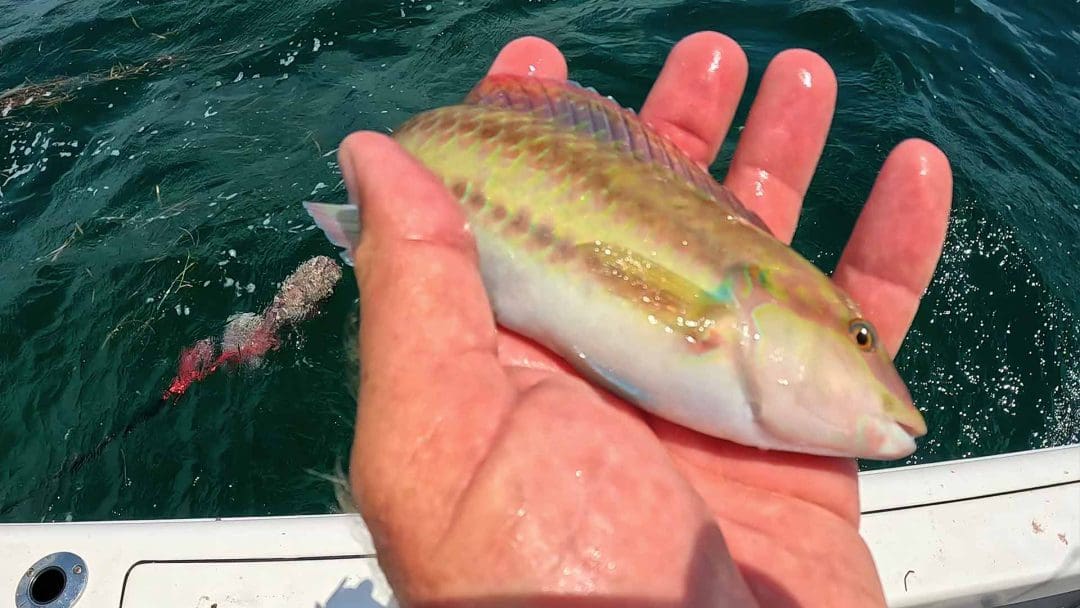 Schwarzohr-Lippfisch angeln an der Golfküste Floridas