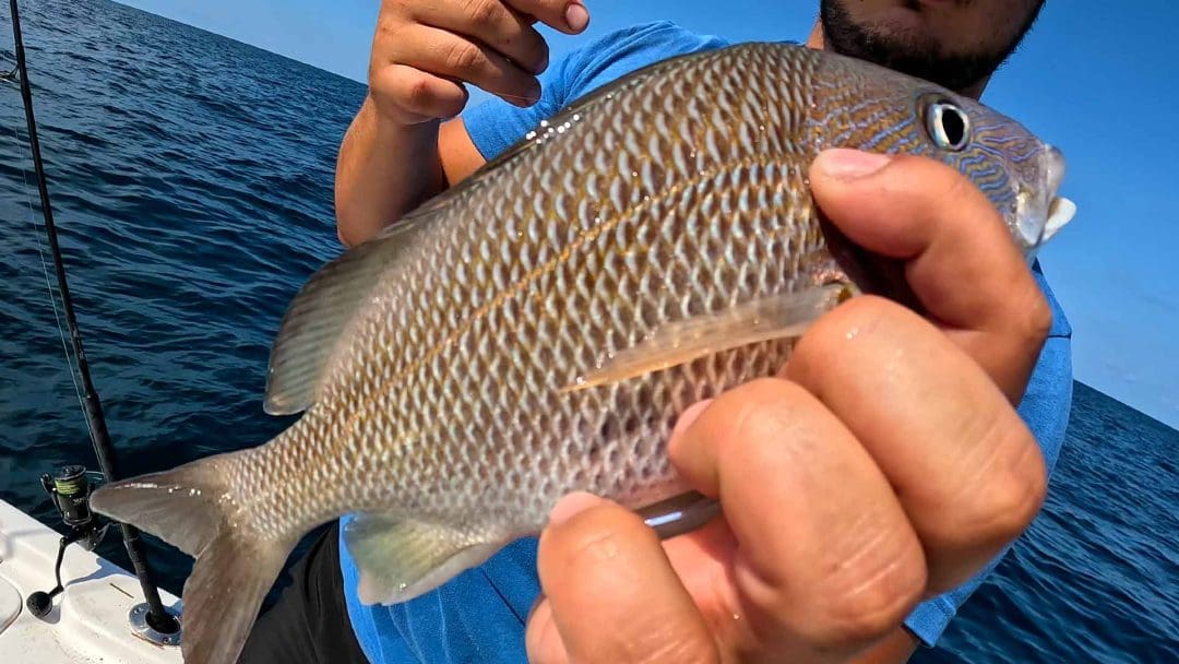 Key Grunt Fish par Catch Mangrove Snapper Fishing