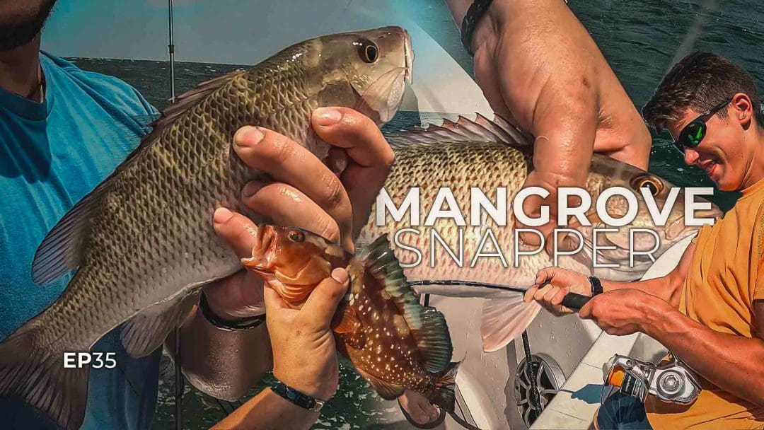 Mangroven-Schnapperfischen an der Naturküste Floridas