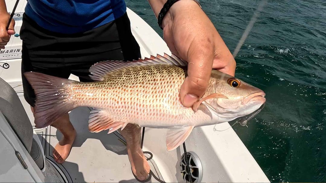 Florida Mangrove Snapper Fishing - Landed Fishing