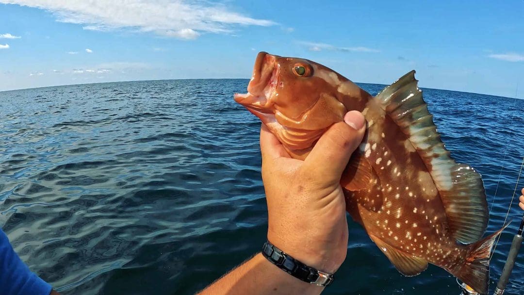 Small Red Grouper Mangrove Snapper Fishing