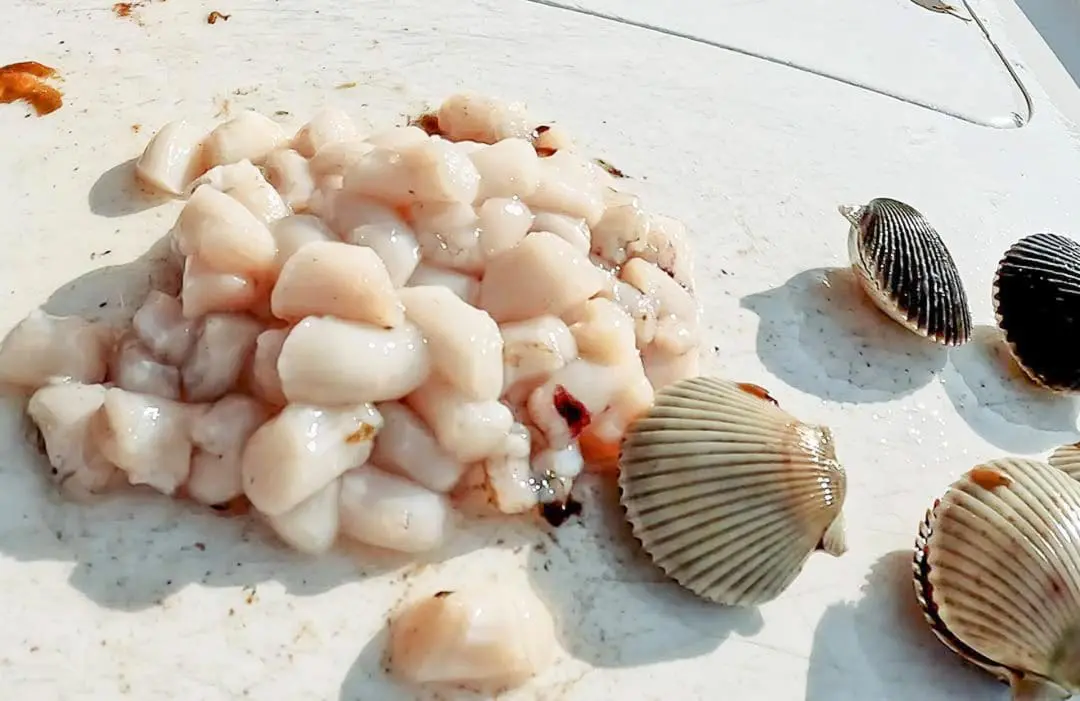 Cleaning Scallops