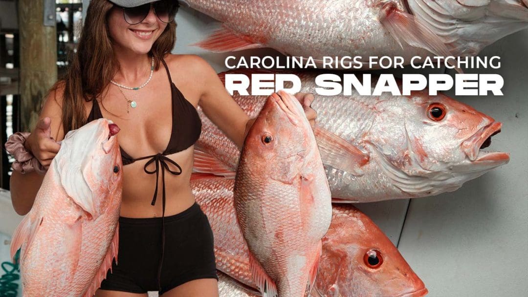 Carolina Rigs para capturar Red Snapper