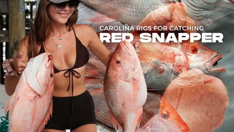Carolina Rigs para capturar Red Snapper