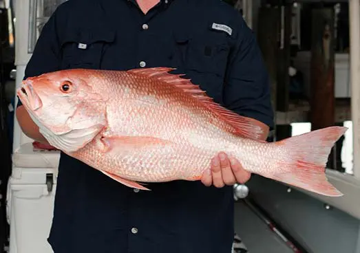 Catching Red Snapper