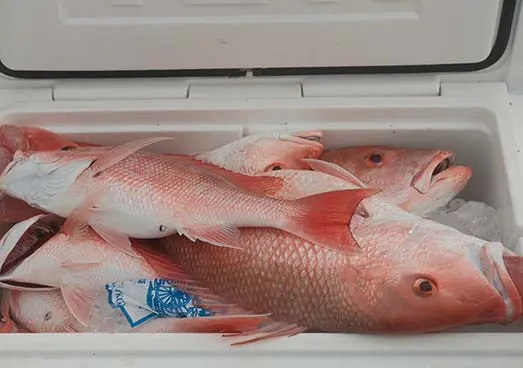 Red Snapper Caught in Cooler