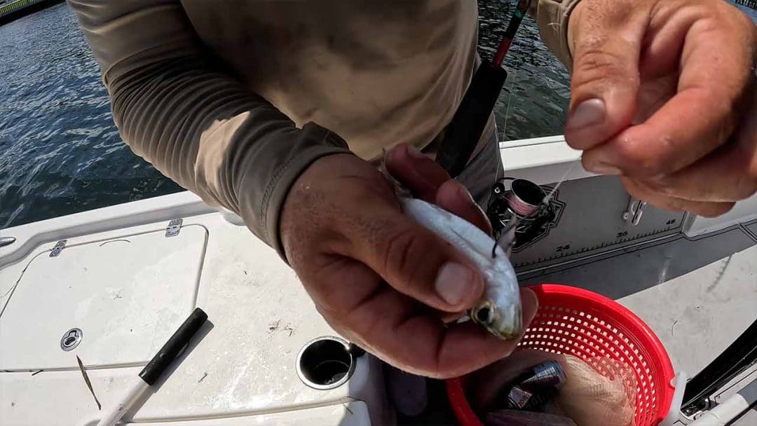 Pesca de róbalo con cebo vivo en Florida
