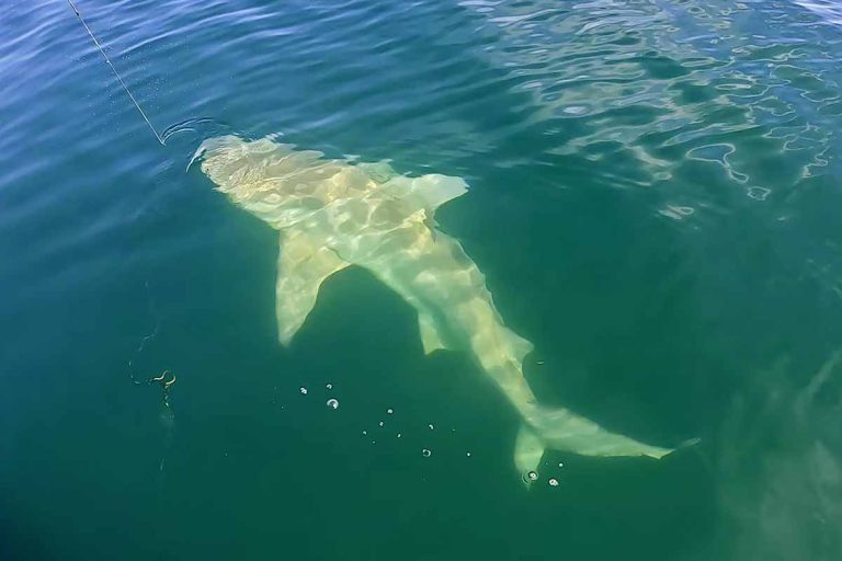 Nearshore Reef Fishing Anna Maria Florida Shark