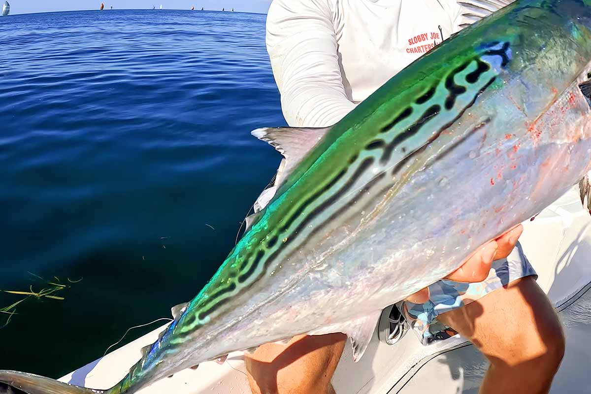 Peixe Bonita capturado perto da costa Anna Maria Florida