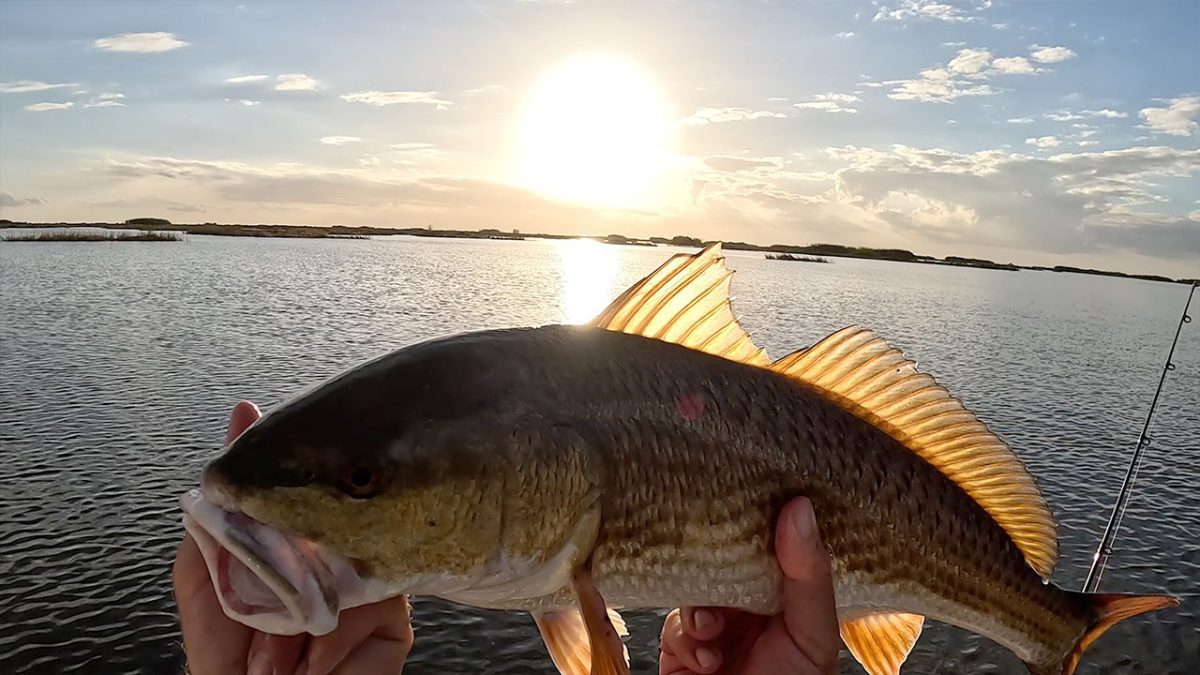 Catching Inshore Redfish Gulf Coast Louisiana