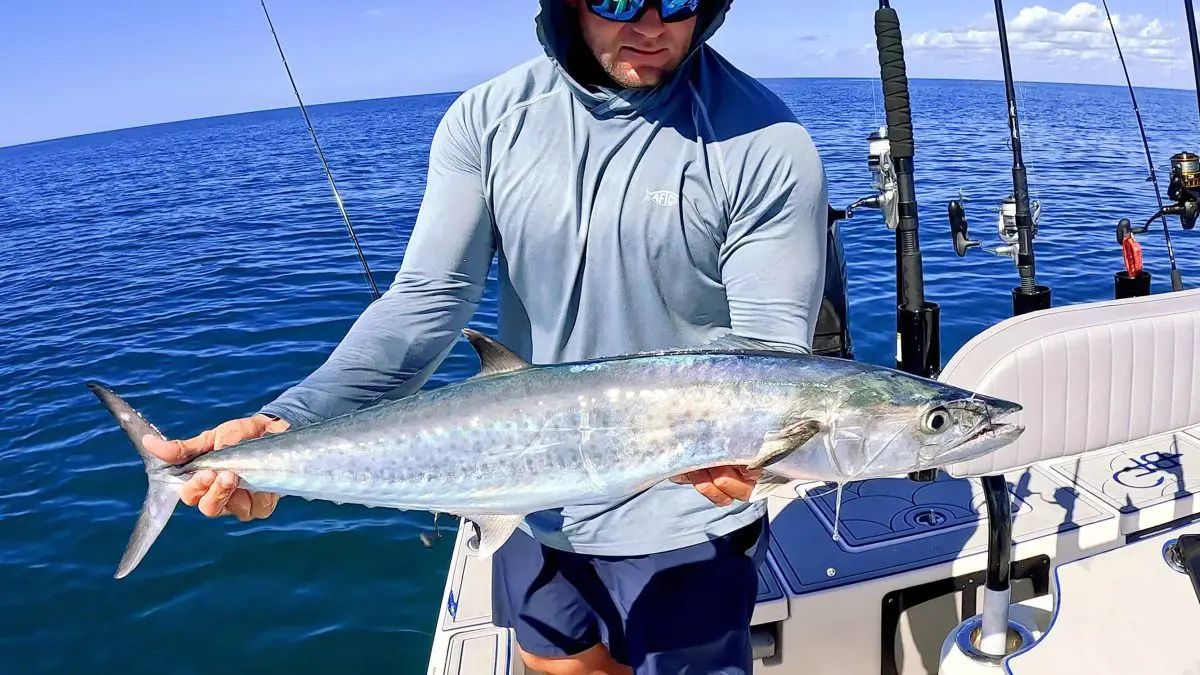 King Mackerel capturado no Golfo do México