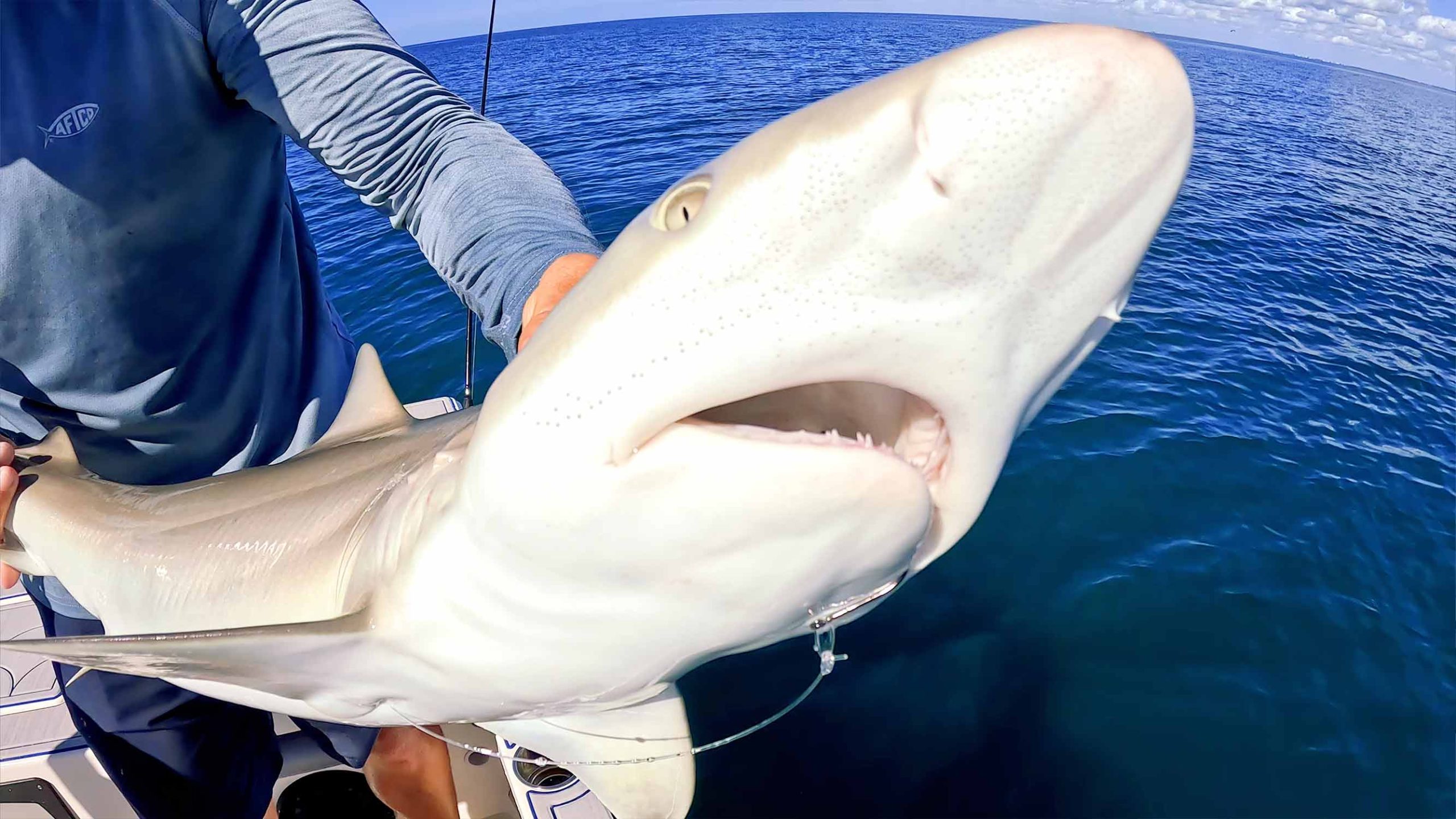 フロリダ州ボカグランデでサメを捕まえる