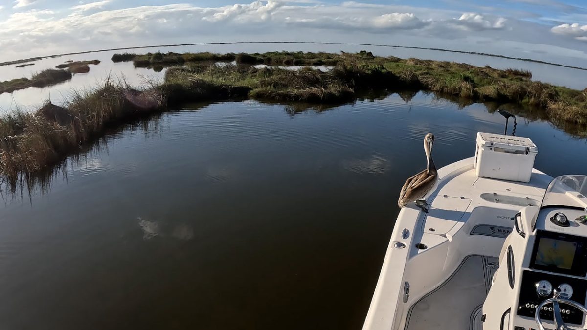 Pesca costeira na maré baixa costeira da Louisiana com pelicano