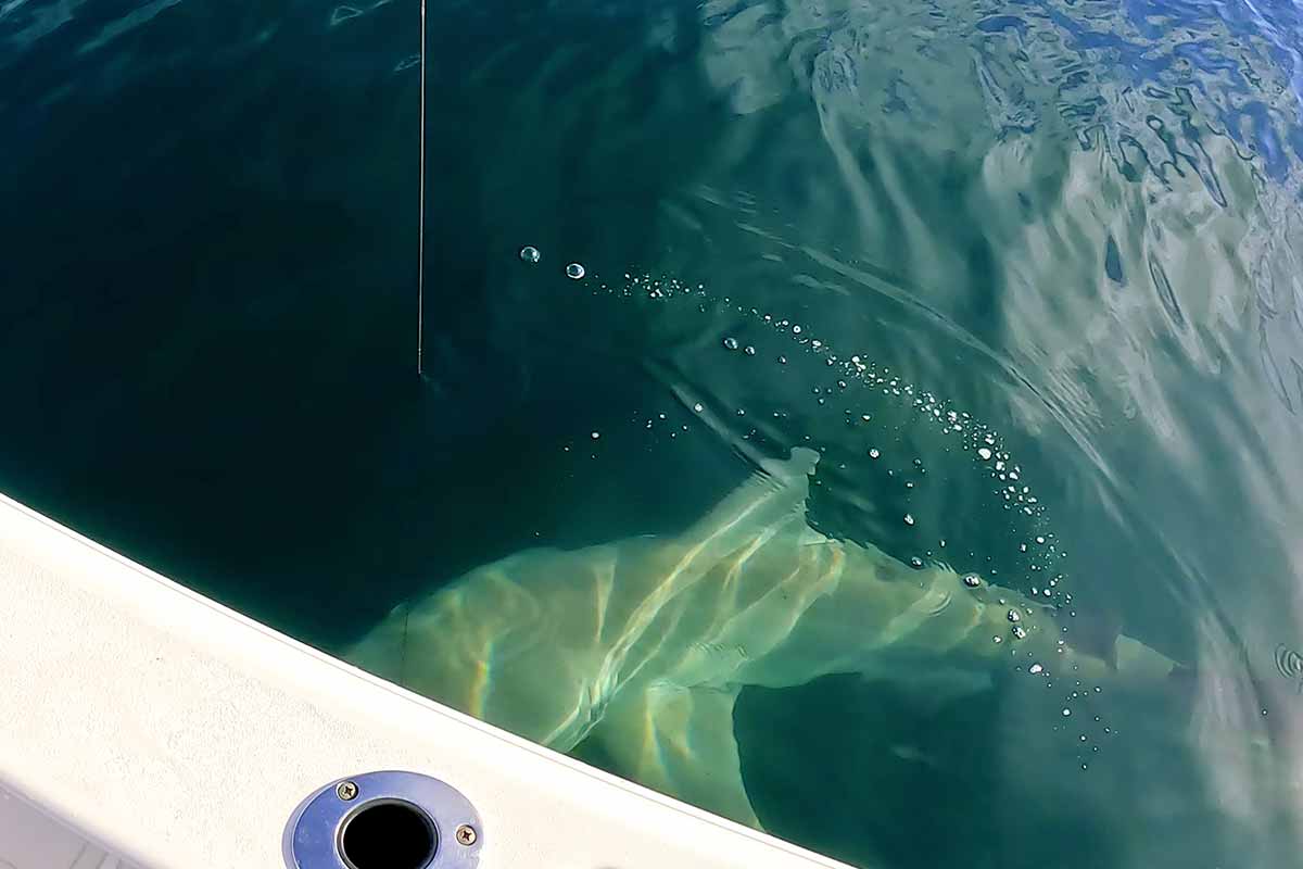 Capturando el gran tiburón Anna Maria Florida en los arrecifes cercanos a la costa