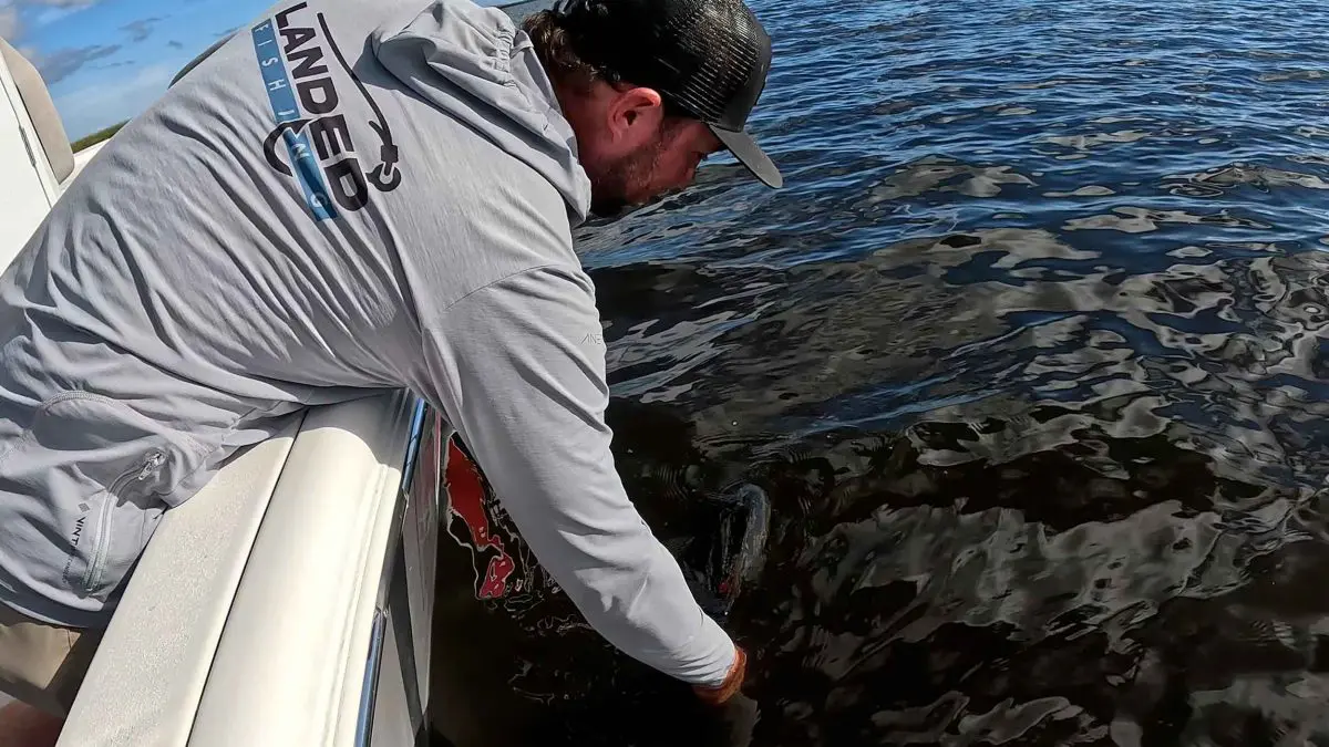Catch and Release Largemouth Bass Lake Okeechobee