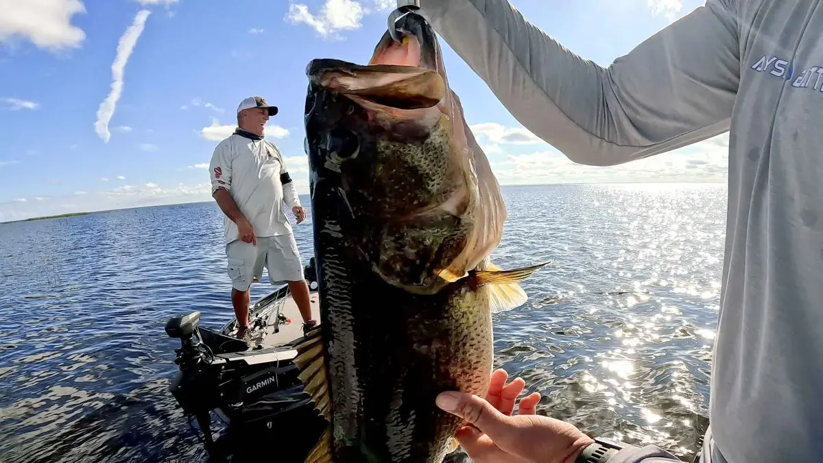 8 lb 13 oz perca americana Lago Okeechobee Florida