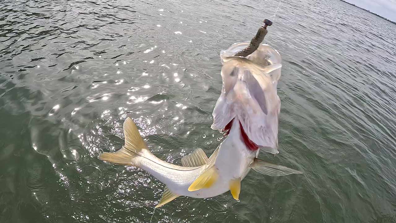 Winter Inshore Saltwater Fishing Landed Fishing