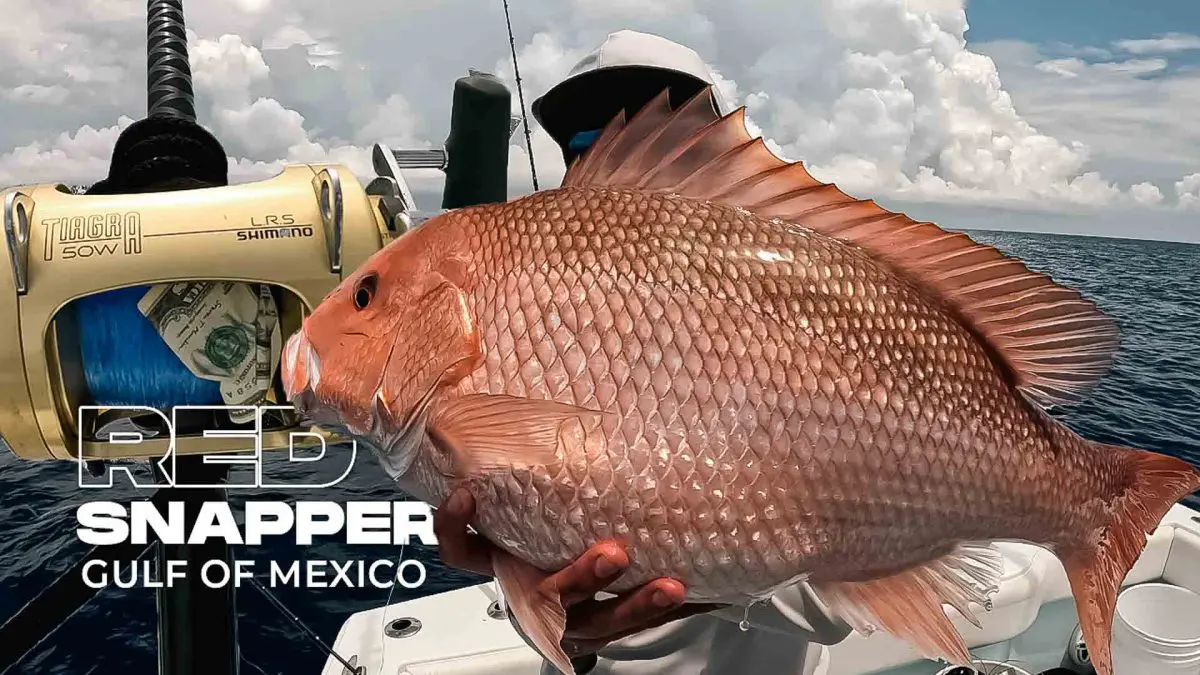 Pêche au vivaneau rouge dans le golfe du Mexique