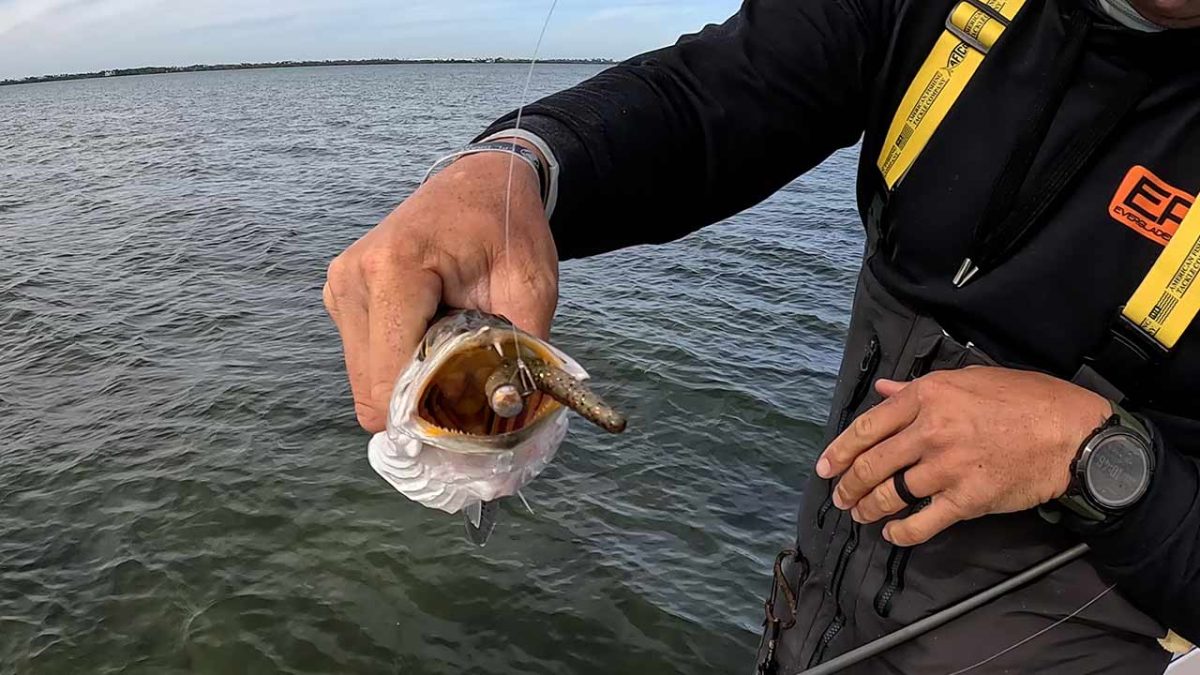 Florida Winterzeit gesprenkelte Forellen-Salzwasserfischen