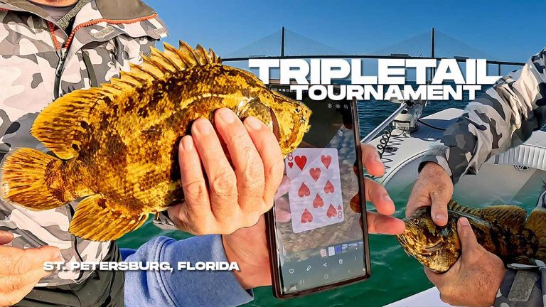 Pesca Tripletail Tampa