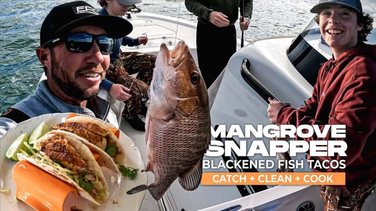 Mangroven-Schnapperangeln Sarasota Fangen und kochen Sie Fisch-Tacos