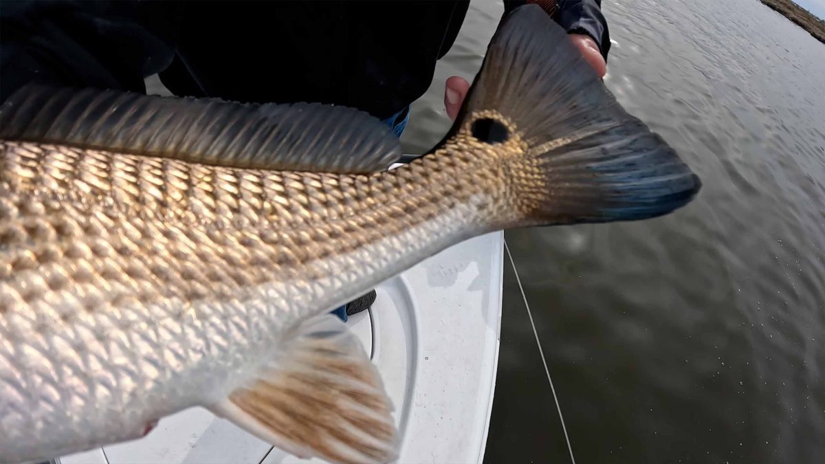 Câu cá đỏ thời gian mùa đông Louisiana