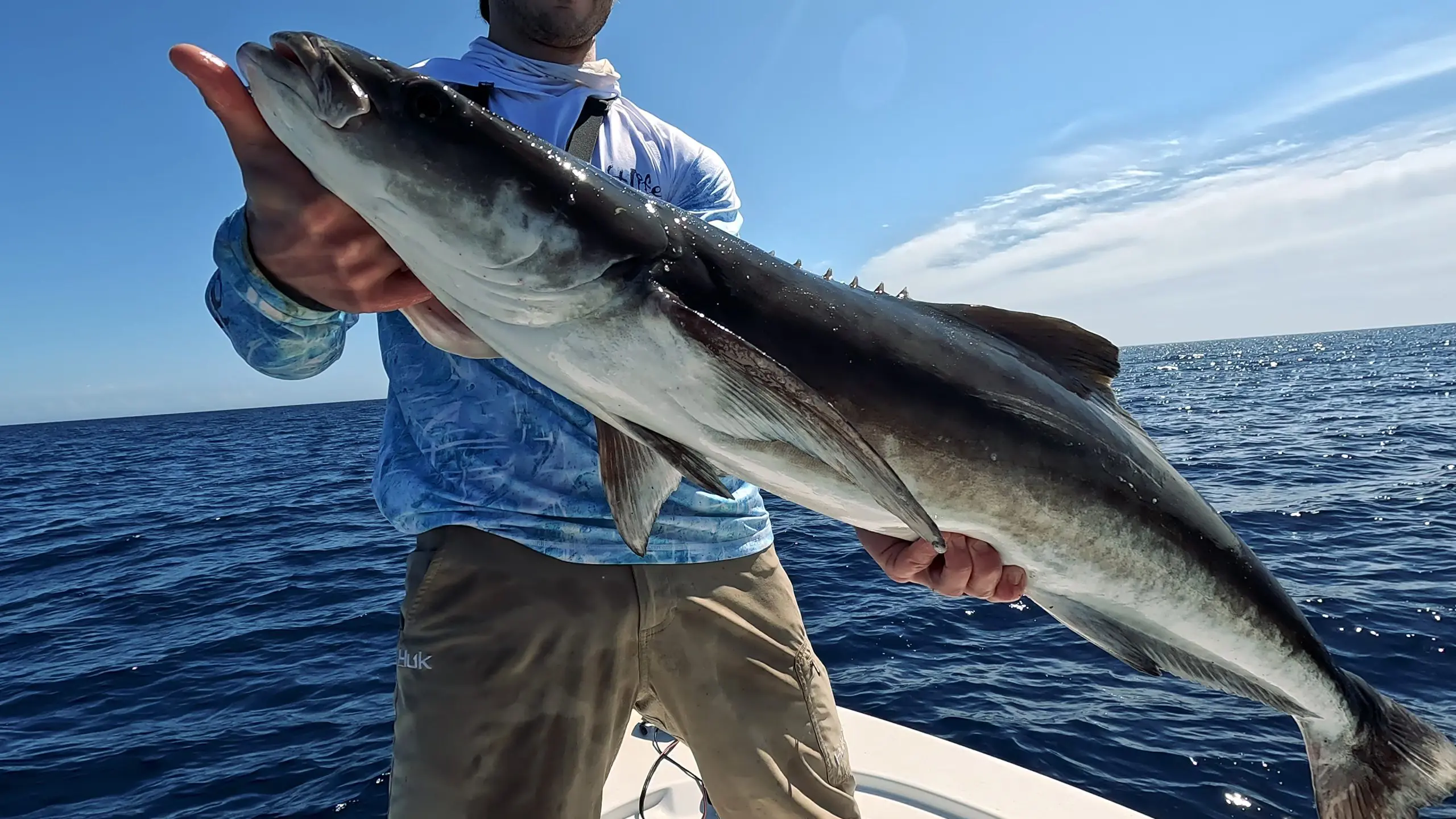 catching cobia in the gulf of mexico scaled