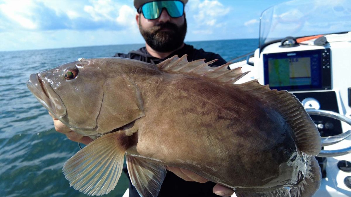 Catching Florida Grouper Fishing