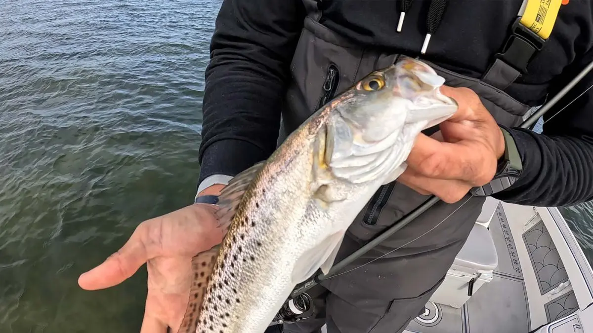 Florida Inshore Fishing Speckled Trout