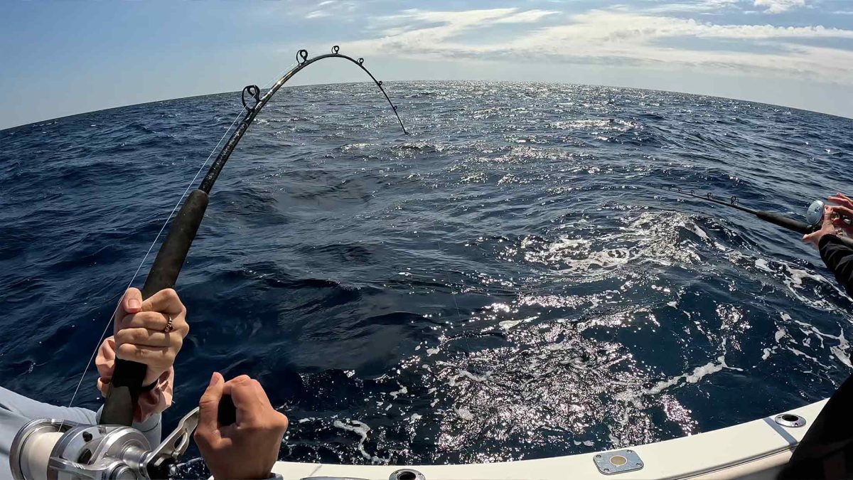 Vá pescar garoupa vermelha em Tampa, Flórida