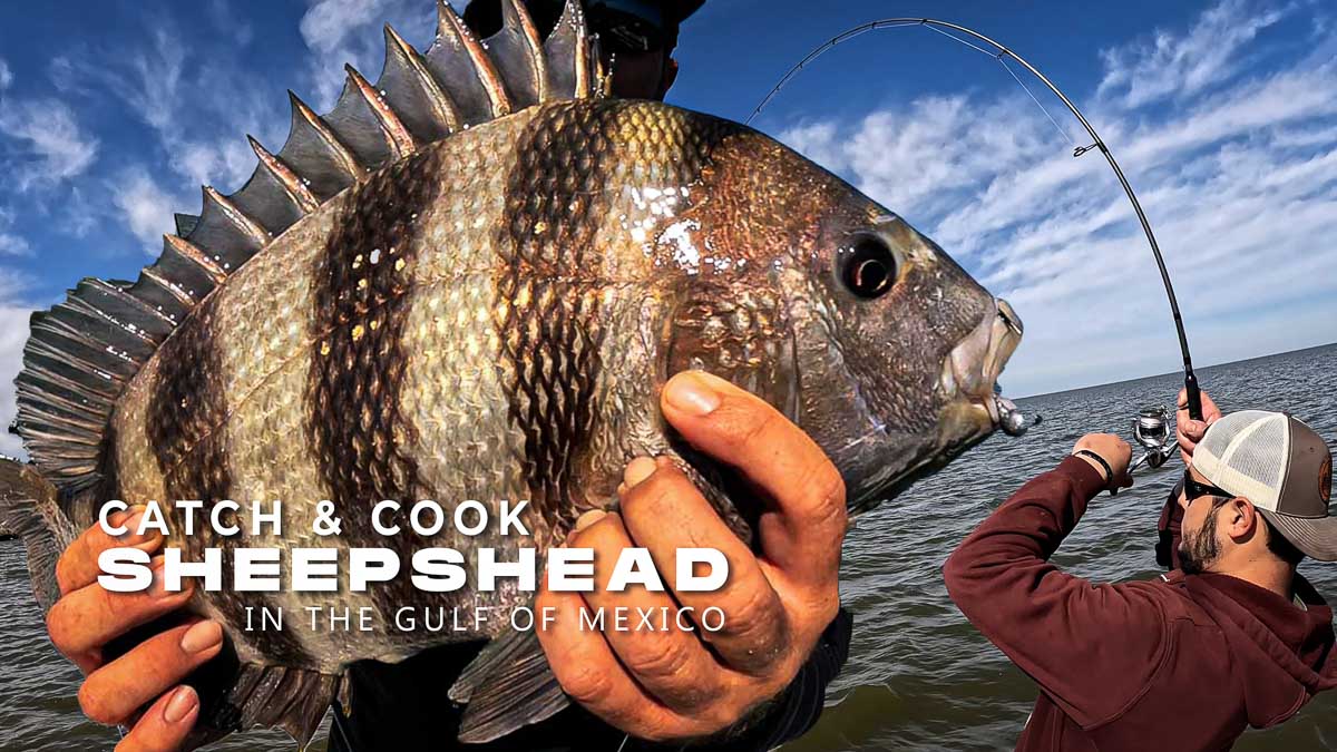 How to Catch Sheepshead in the Gulf