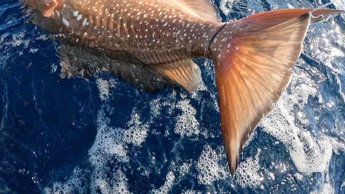 lasso red grouper fishing
