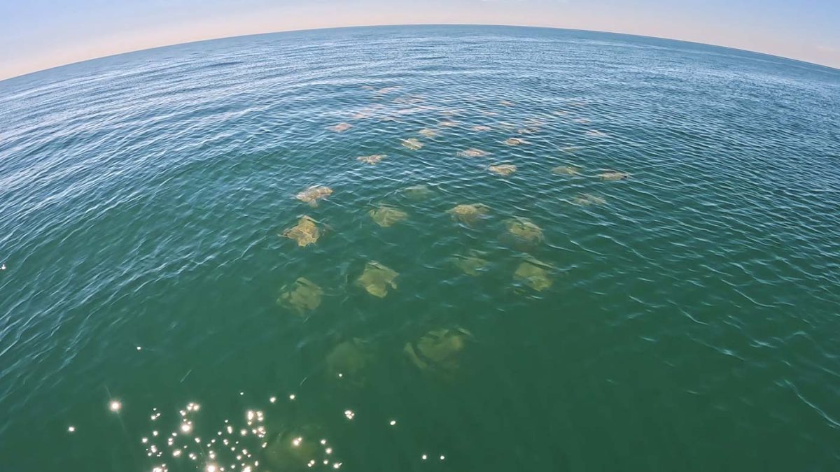 sight school of rays swimming along florida coast