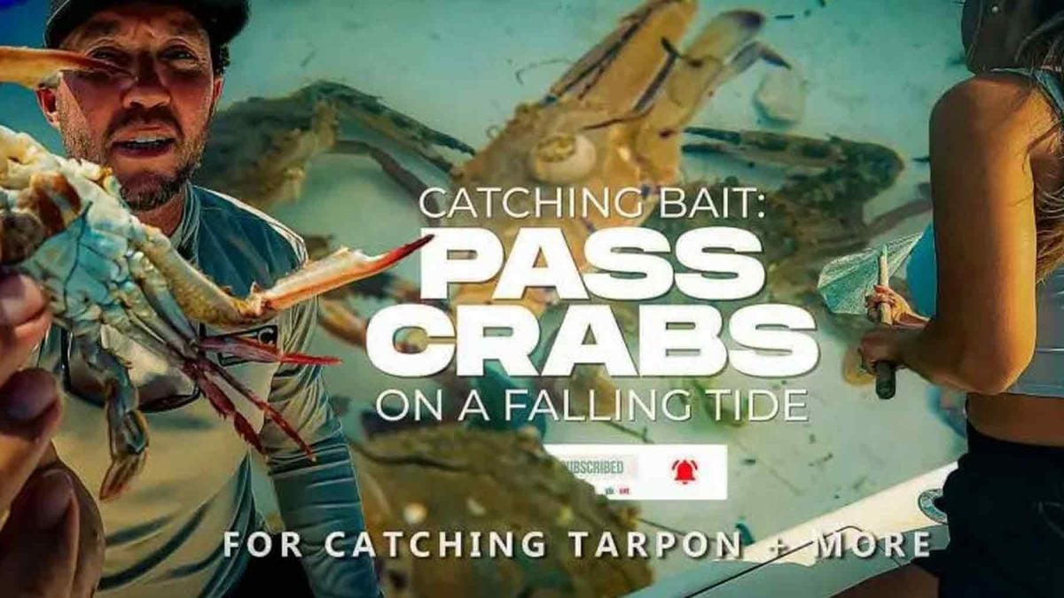 Netting Pass Crabs Bait for  Catching Tarpon