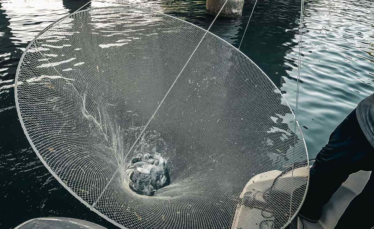 ballyhoop net catching live bait