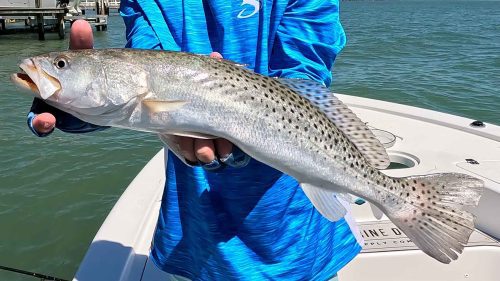 catching big speckled trout fishing st petersburg docks april 2024