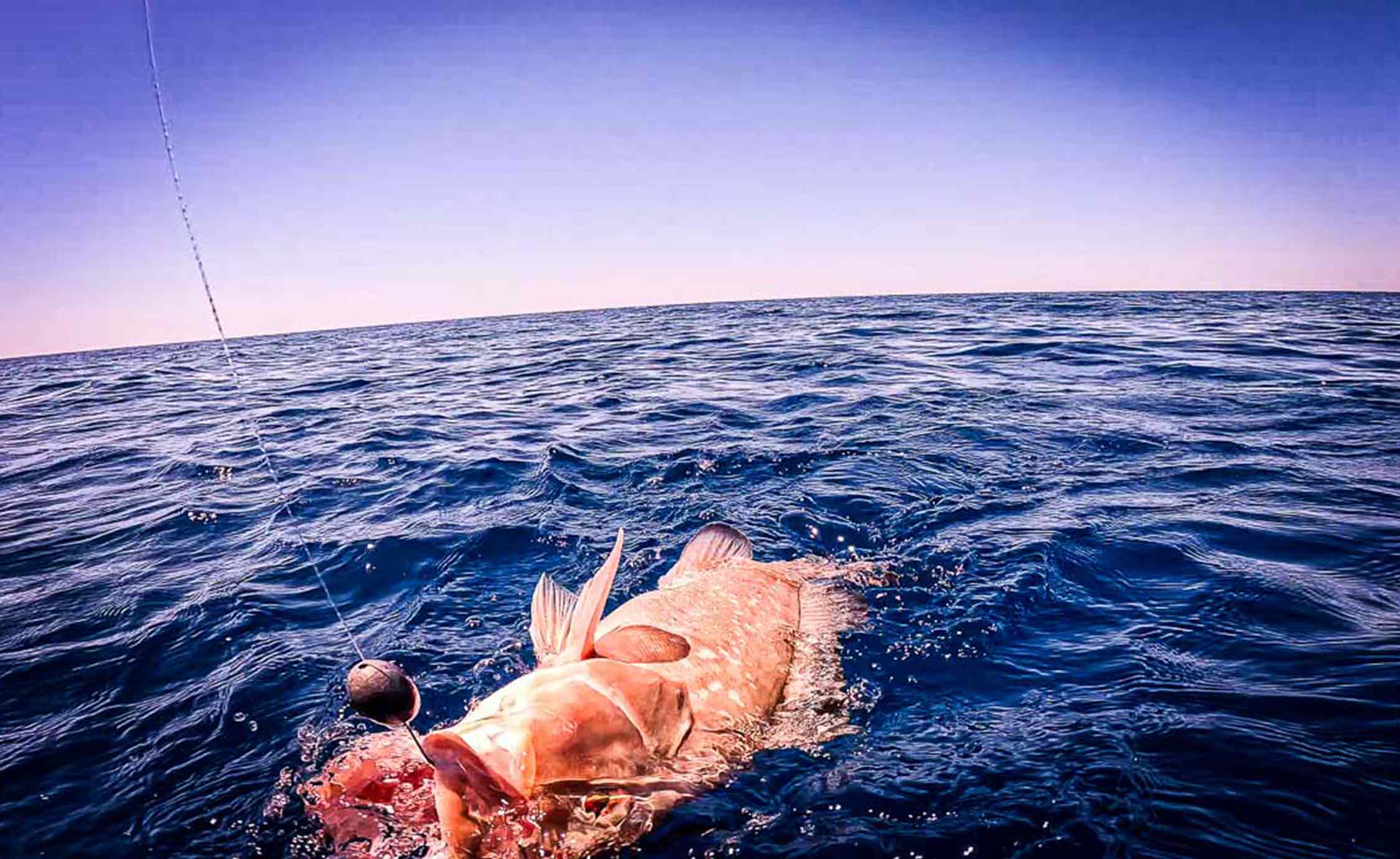 Fang des Roten Zackenbarsches Sarasota, Florida, April 2024 beim Hochseefischen